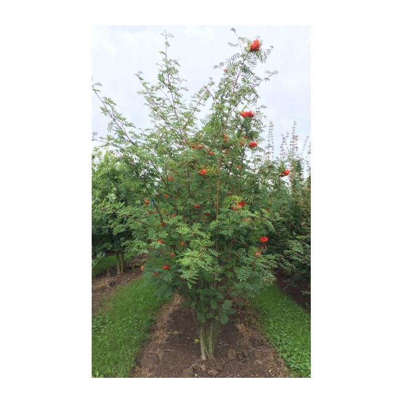 Sorbus aucuparia - meerstammig