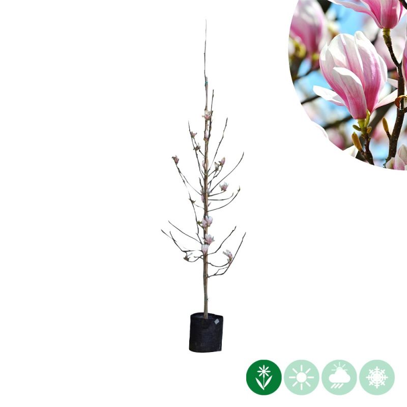 Magnolia soulangeana