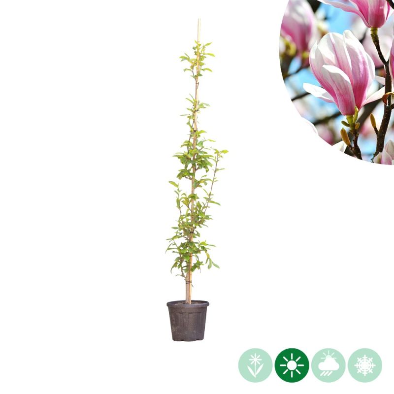 Magnolia soulangeana