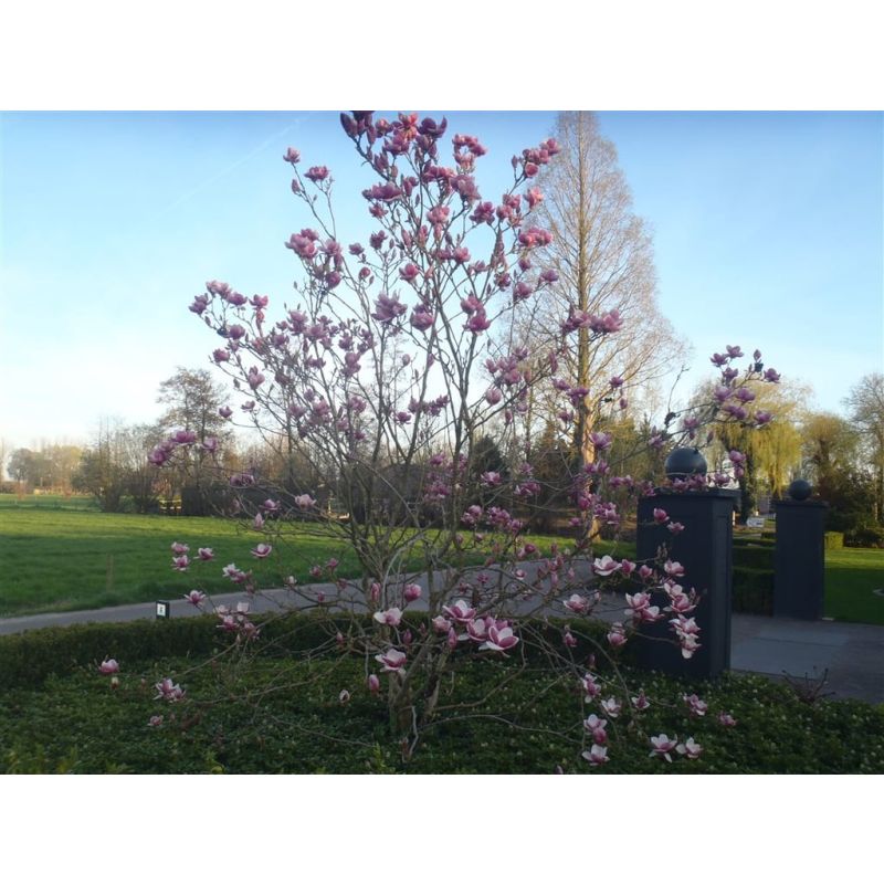 Magnolia soulangeana