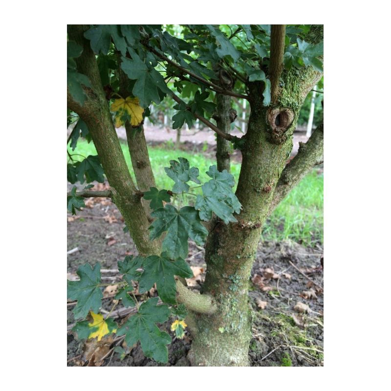 Acer campestre - meerstammig