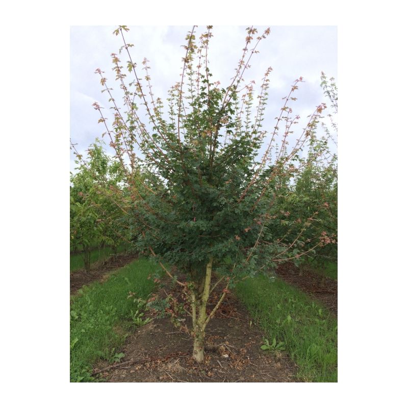 Acer campestre - meerstammig