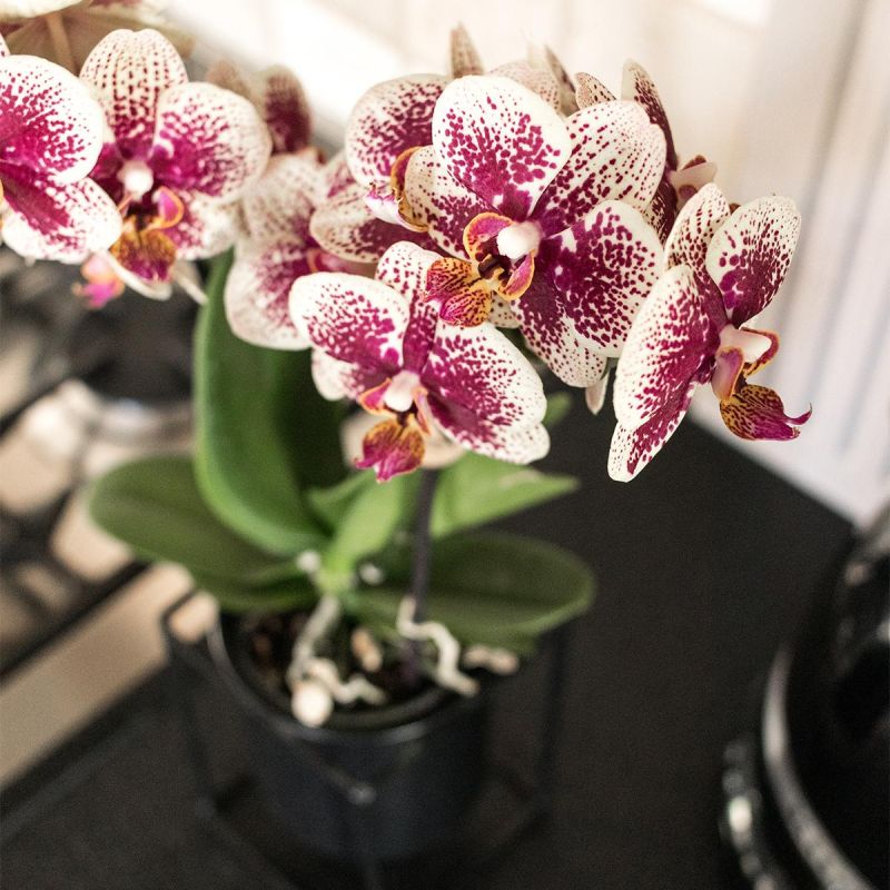 Orchidee Spain in Hammered koper