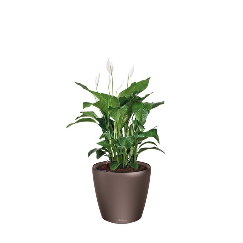 Spathiphyllum in watergevende Classico bruin