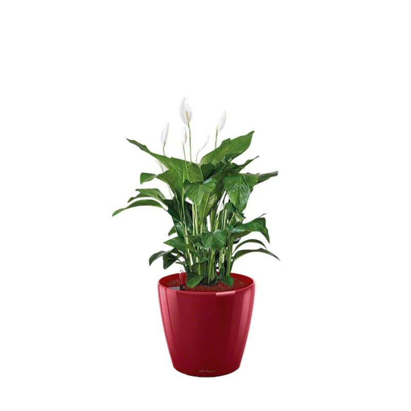 Spathiphyllum in watergevende Classico rood