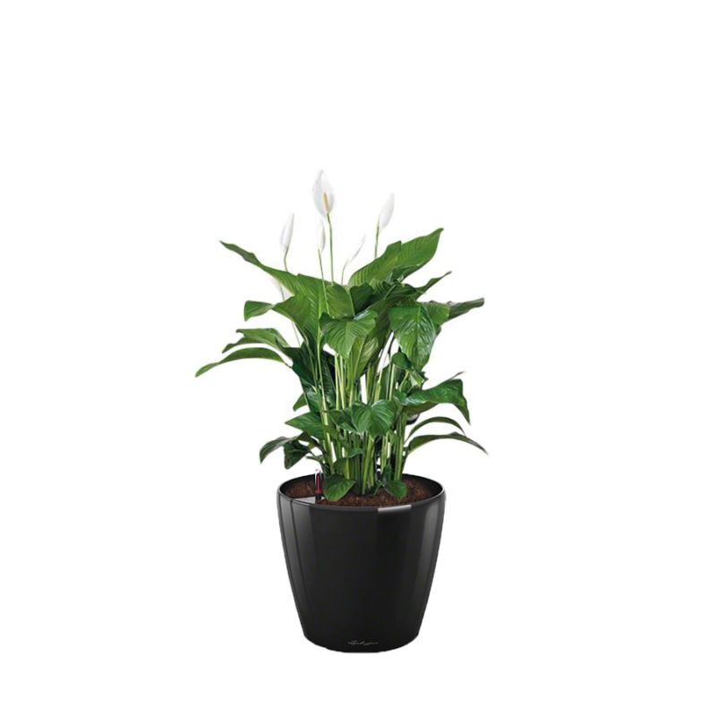 Spathiphyllum in watergevende Classico zwart