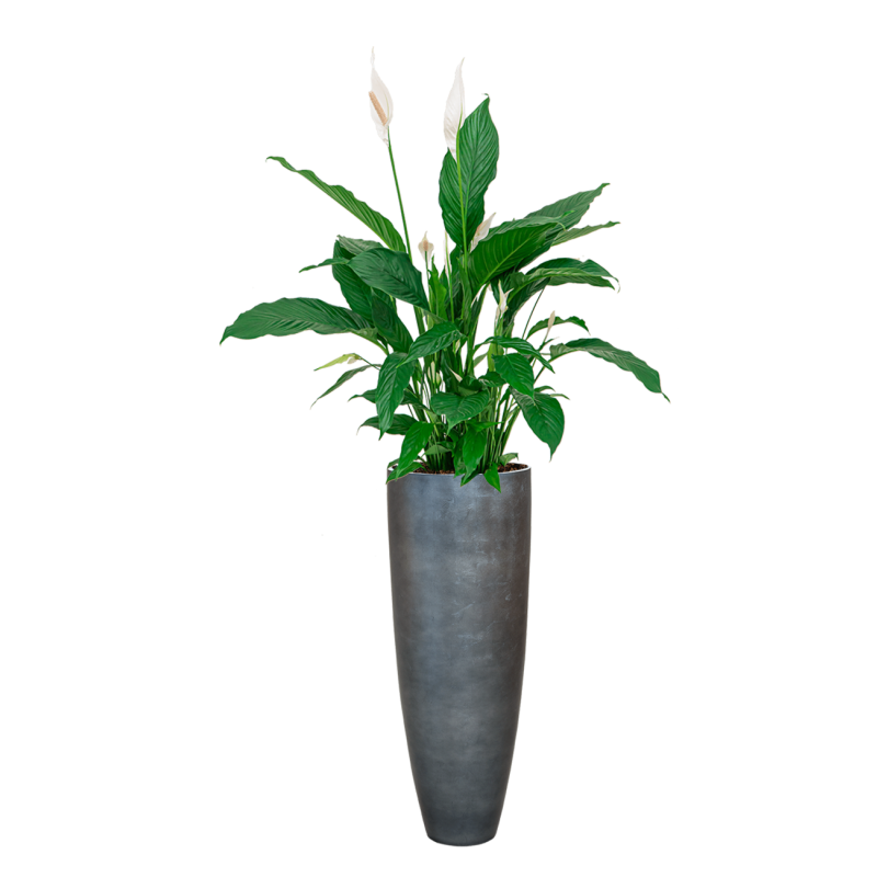 Spathiphyllum in Metallic Partner ice blue