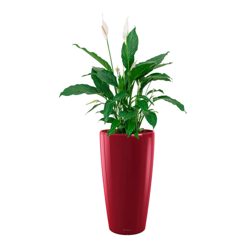 Spathiphyllum in watergevende Rondo rood