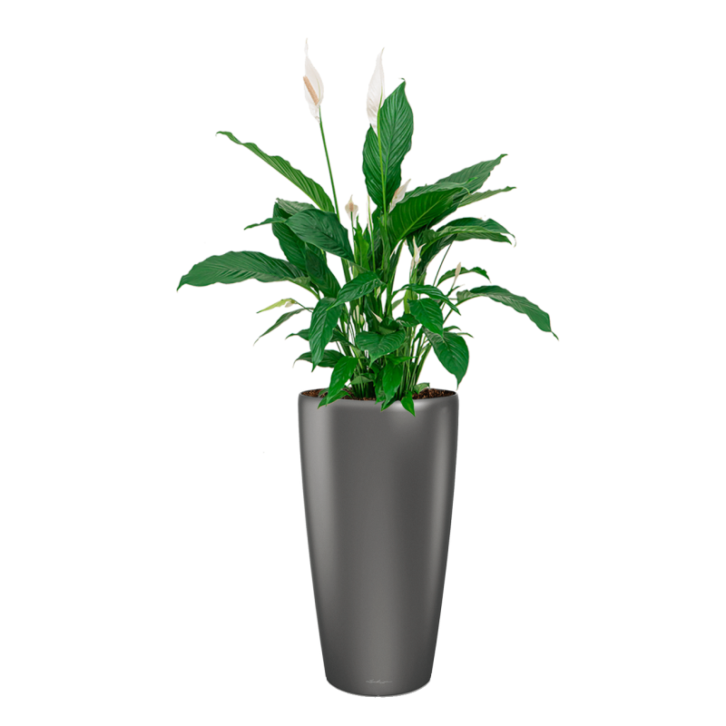 Spathiphyllum in watergevende Rondo antraciet