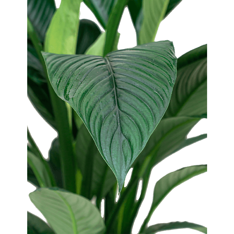 Spathiphyllum Sensation