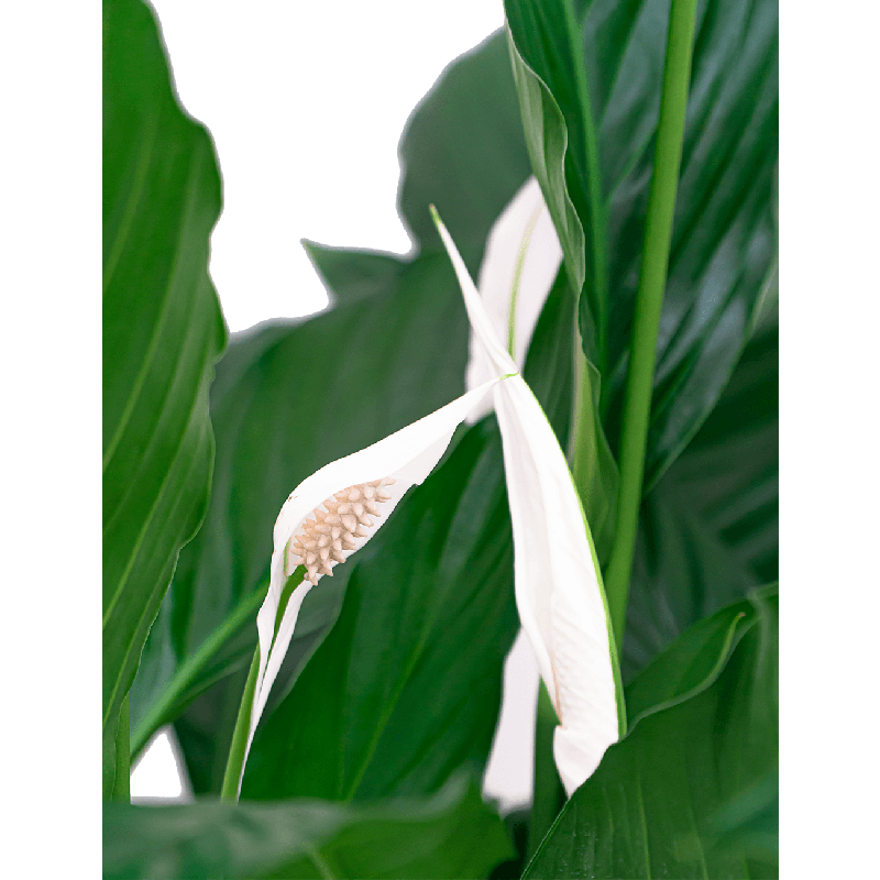 Spathiphyllum Mont Blanc hydrocultuur in Runner vierkant zwart