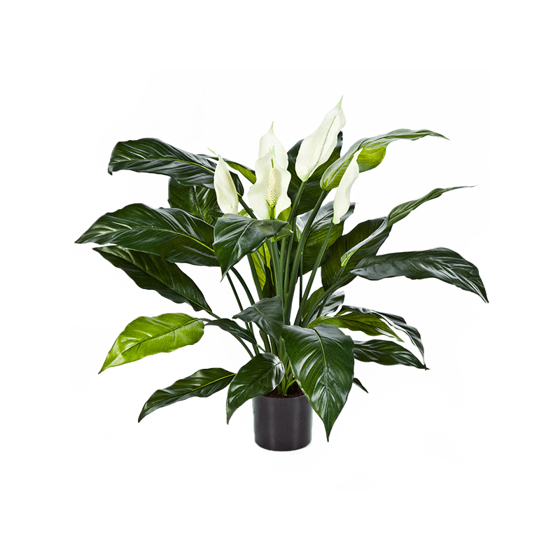 Spathiphyllum XL - kunstplant