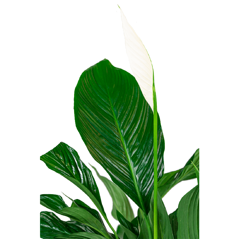 Spathiphyllum in Metallic Partner honey