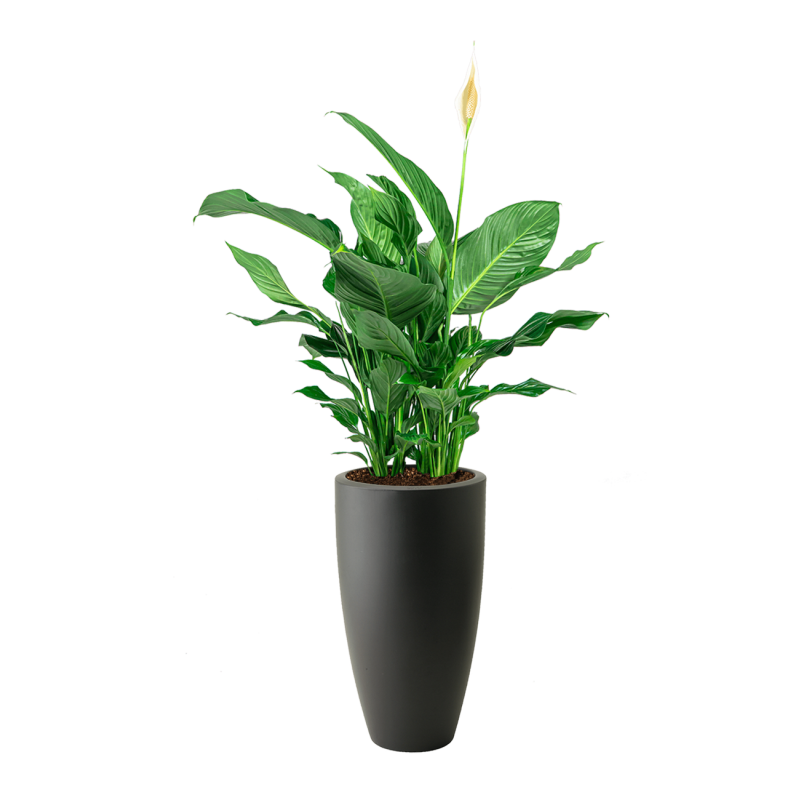 Spathiphyllum in Pure Soft hoog antraciet
