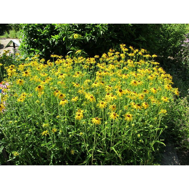 Rudbeckia fulgida speciosa