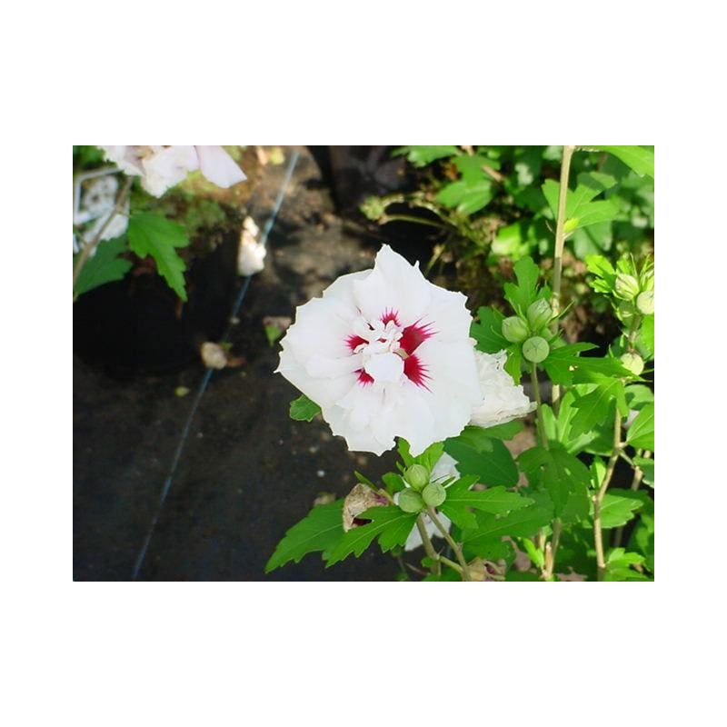 Hibiscus Speciosus
