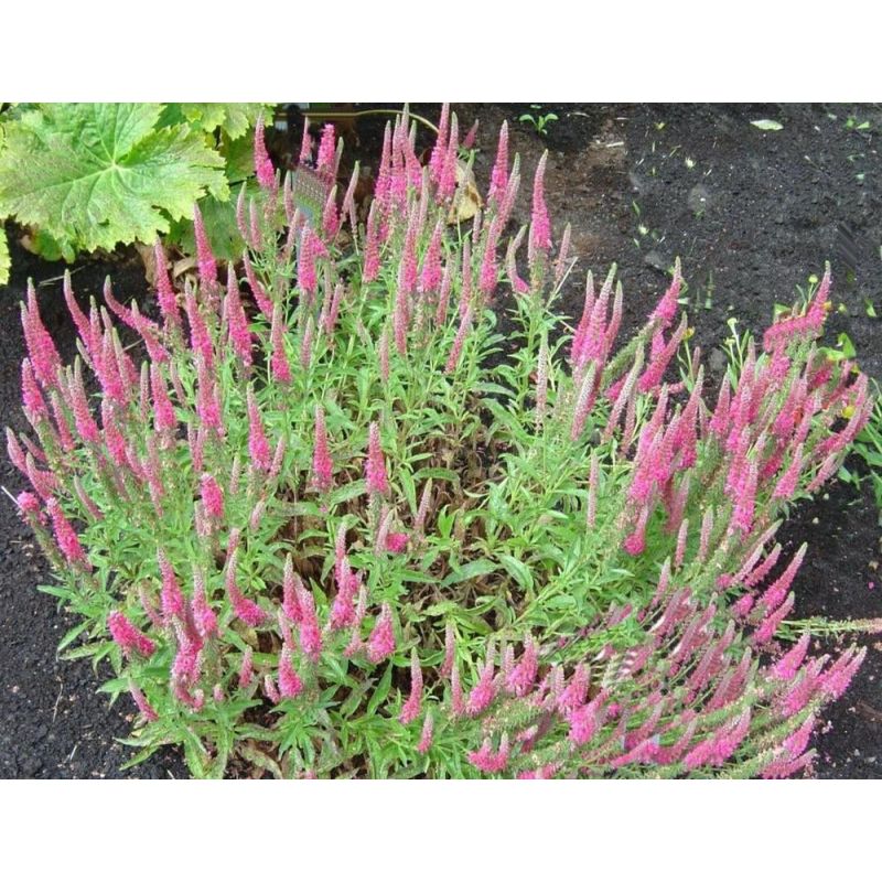 Veronica Rotfuchs