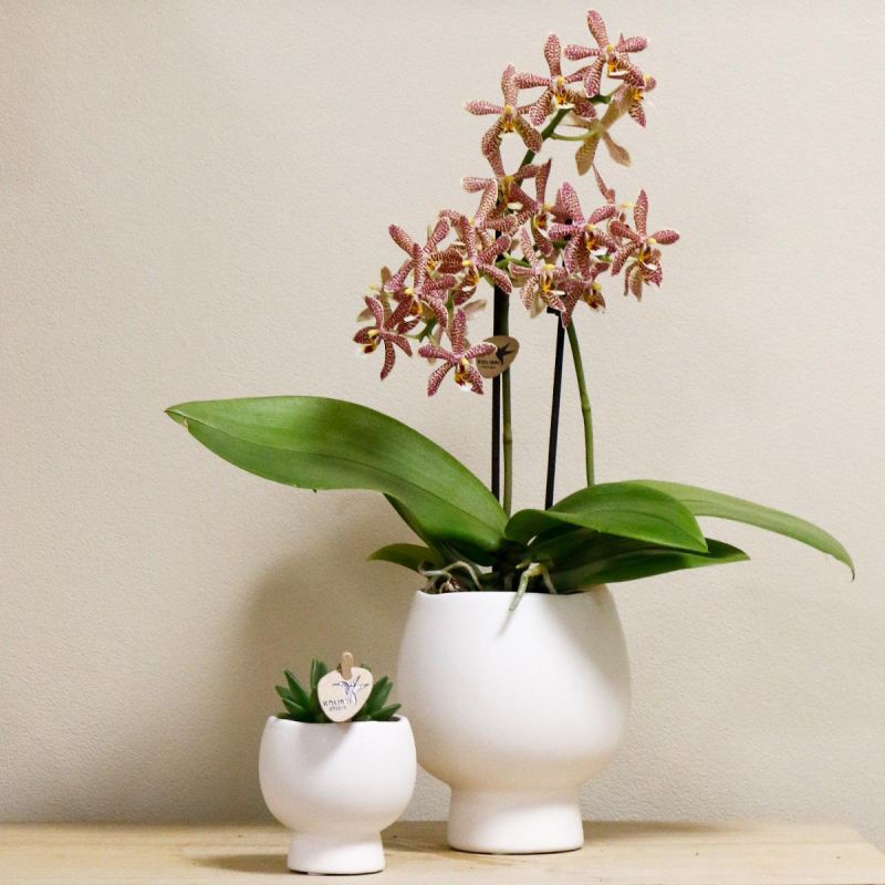 Orchidee Spider in Scandic wit