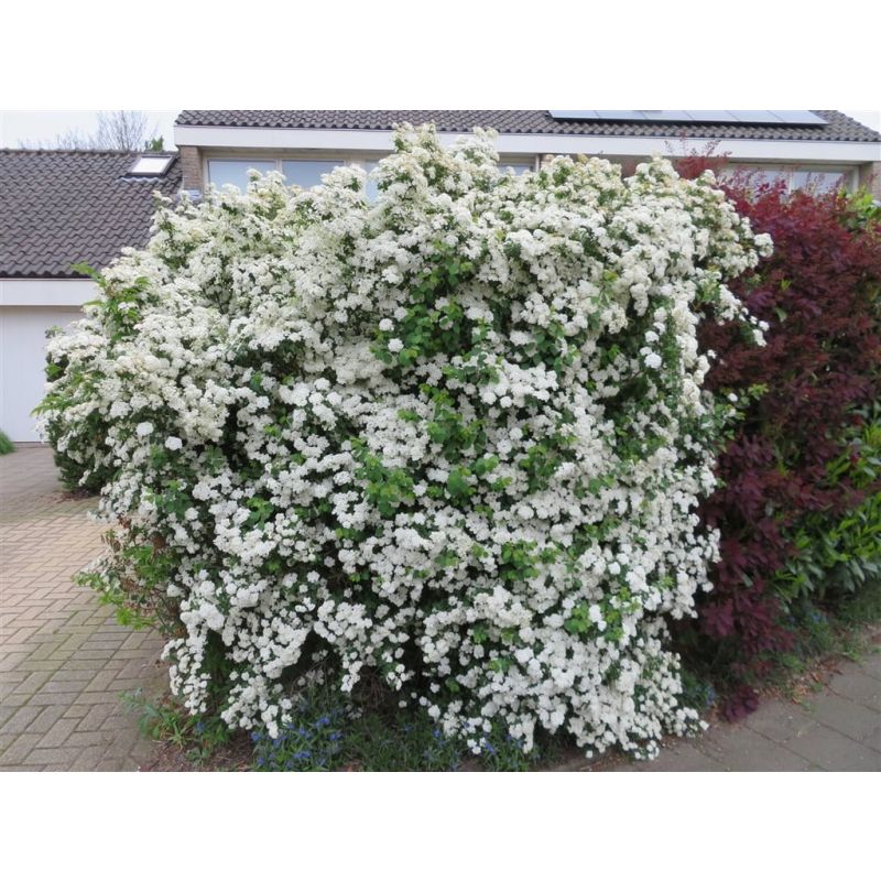 Spiraea vanhouttei