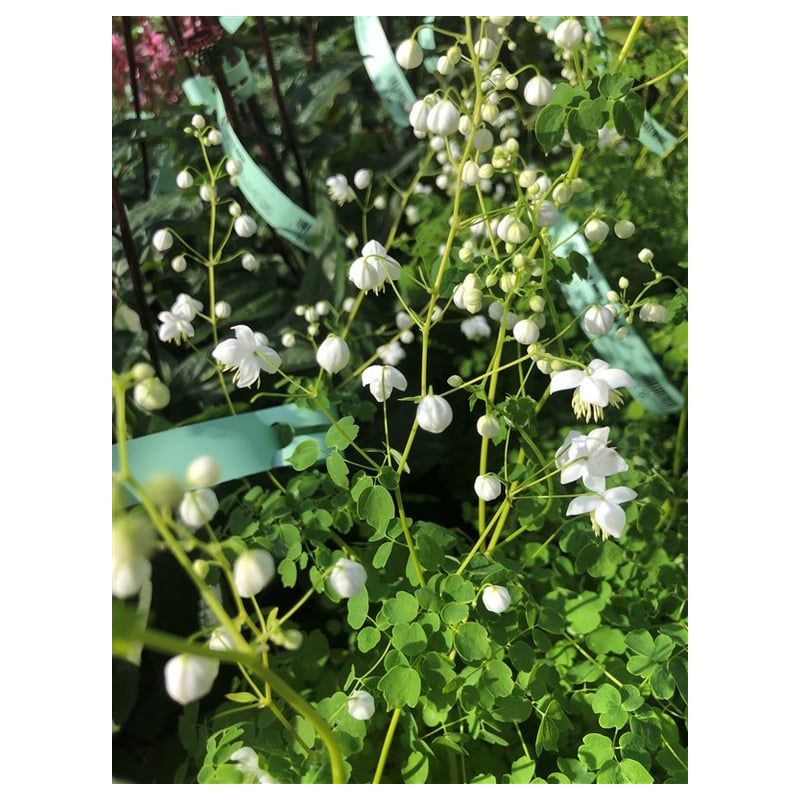 Thalictrum Splendide White