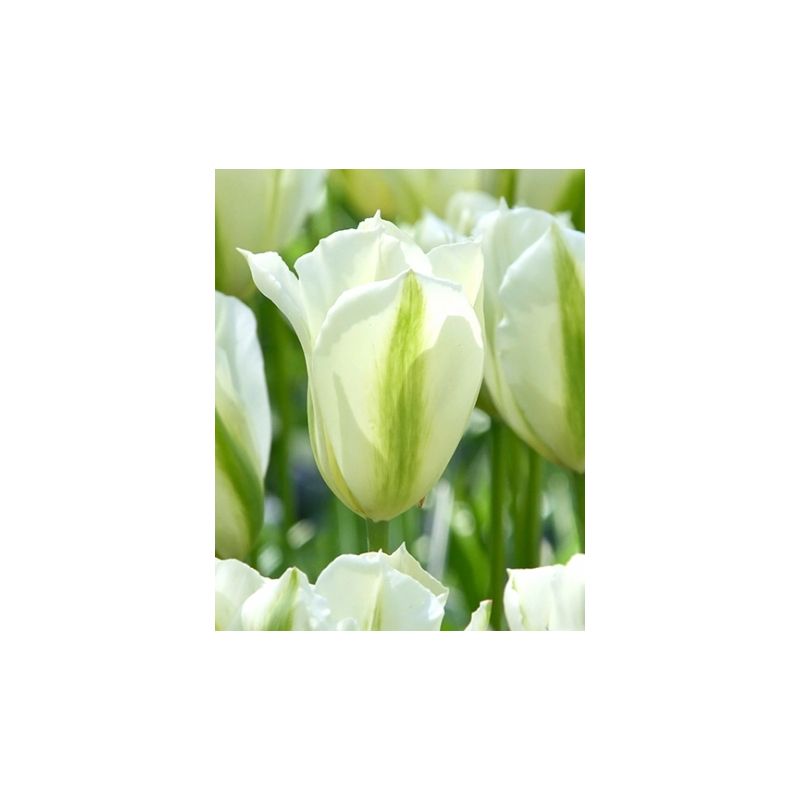 Tulipa Spring Green