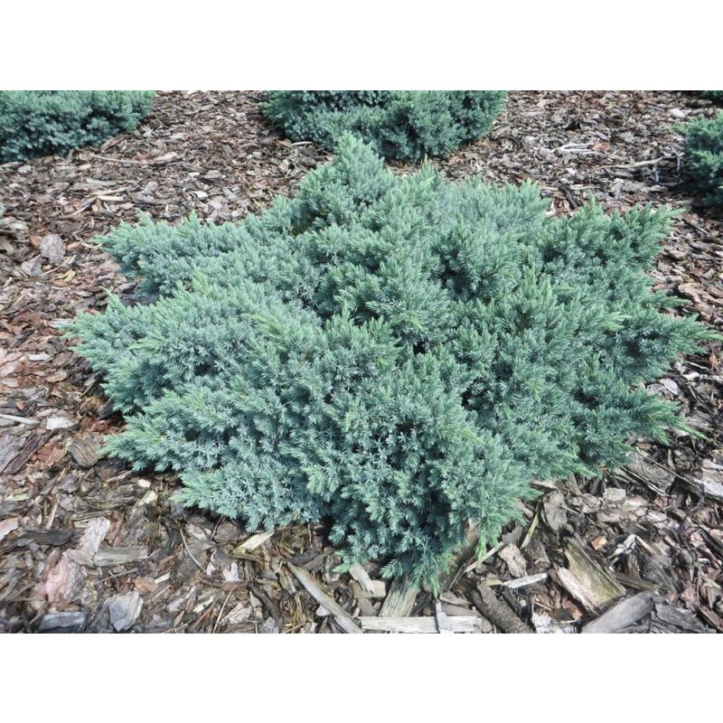 Juniperus Blue Star