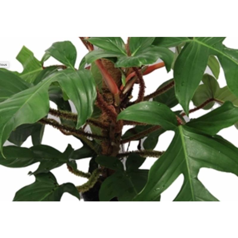 Philodendron Pedatum Red squamiferum