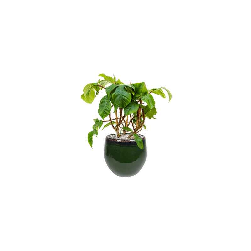 Philodendron squamiferum