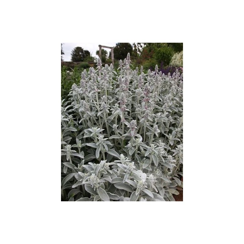 Stachys byzantina Silver Carpet