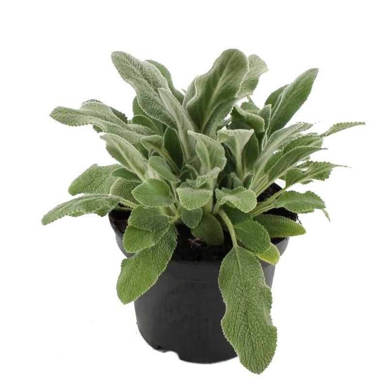 Stachys Silver Carpet 