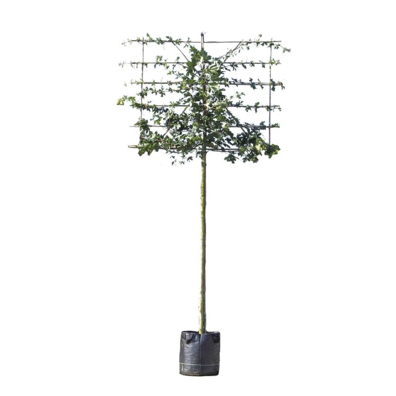 Quercus Ilex - leiboom