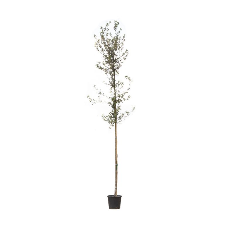 Quercus Ilex