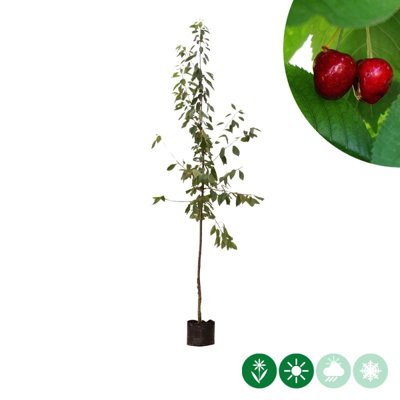 Prunus Stella - hoogstam