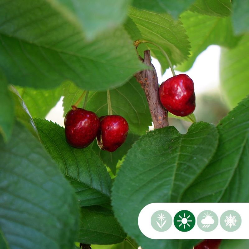 Prunus Stella - leiboom hoogstam