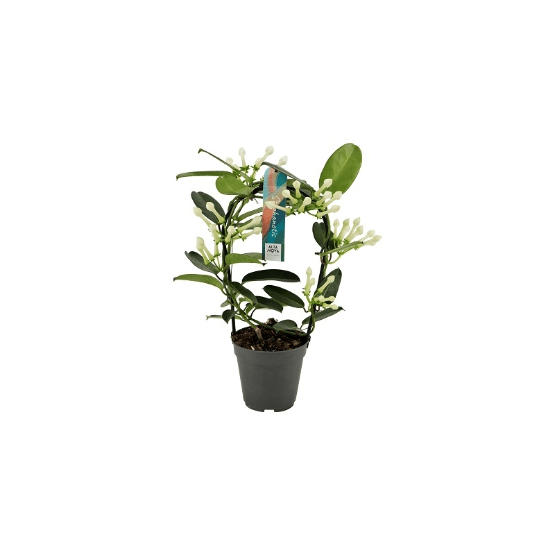 Stephanotis floribunda