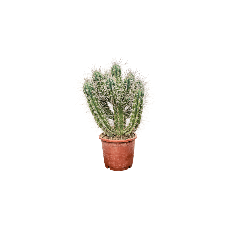 Stetsonia coryne