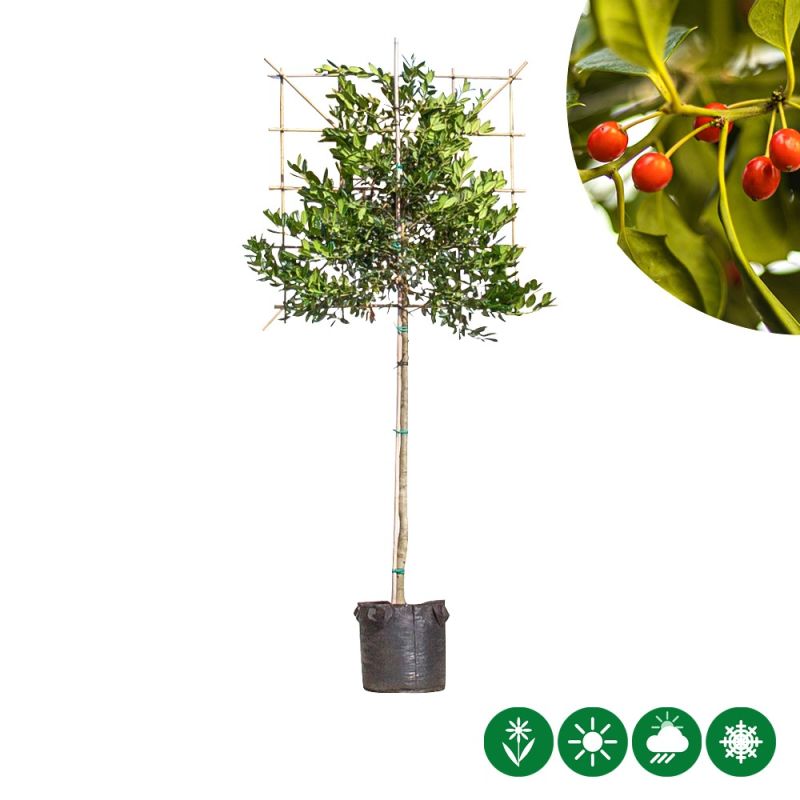 Ilex Nellie R. Stevens - leiboom 