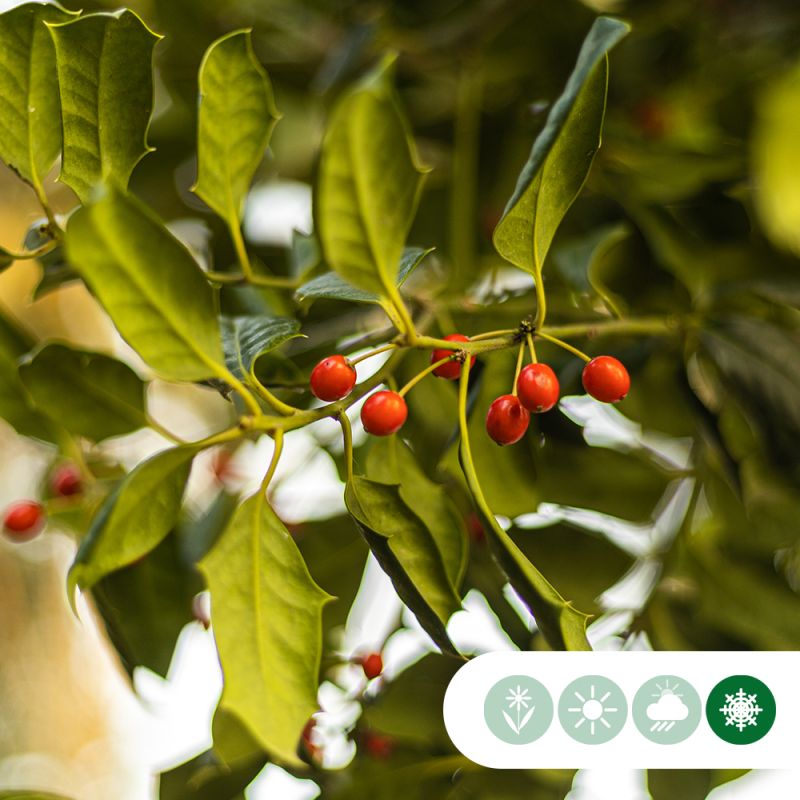 Ilex Nellie R. Stevens - leiboom 