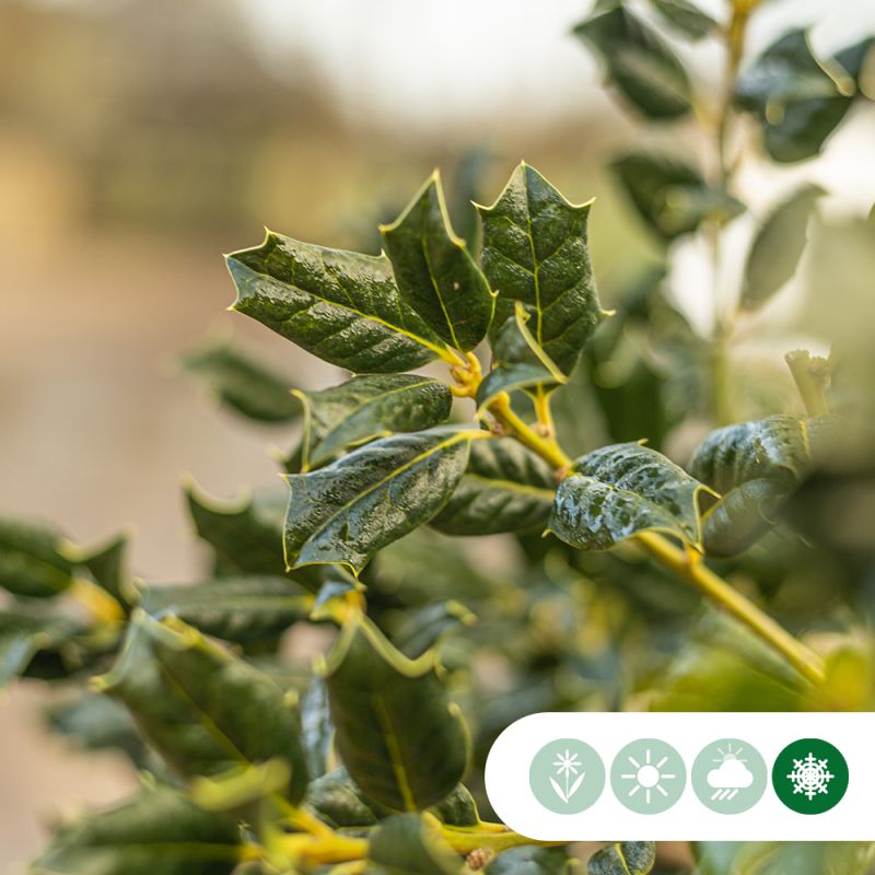 Ilex Nellie R. Stevens - leiboom 