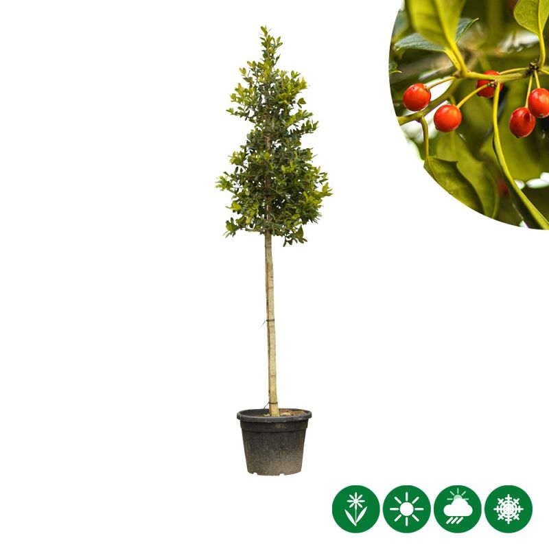 Ilex Nellie R. Stevens