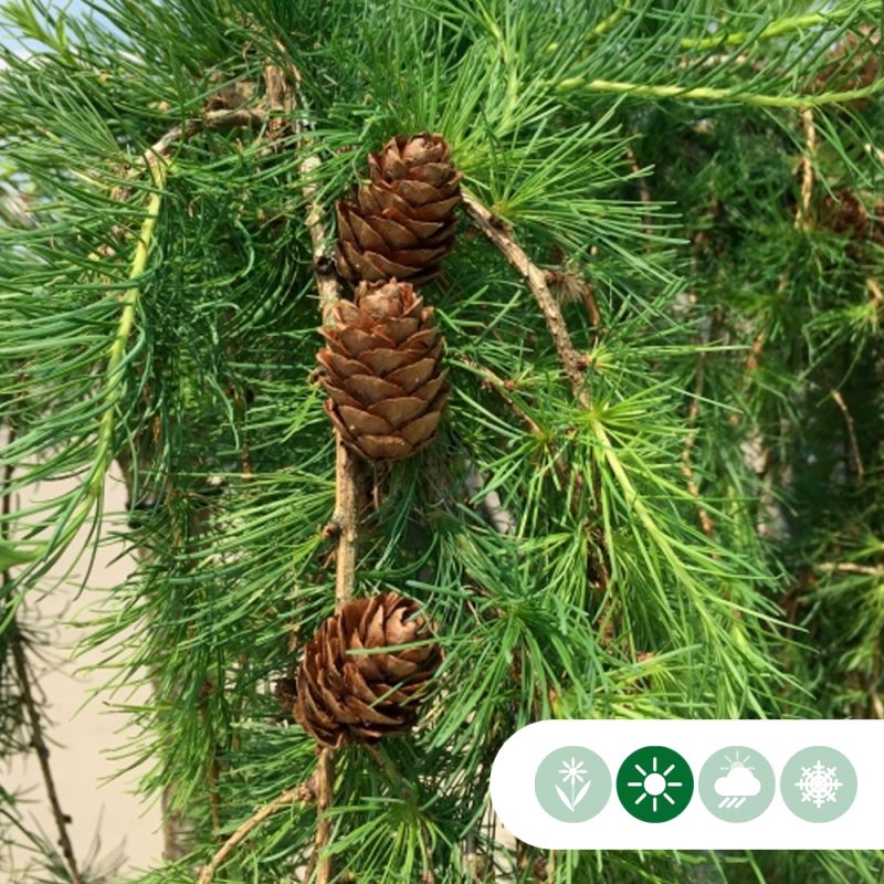 Larix Stiff Weeper - treurvorm