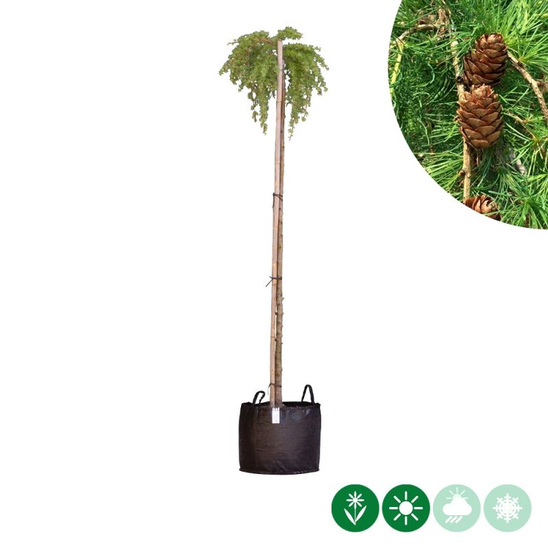 Larix Stiff Weeper - treurvorm
