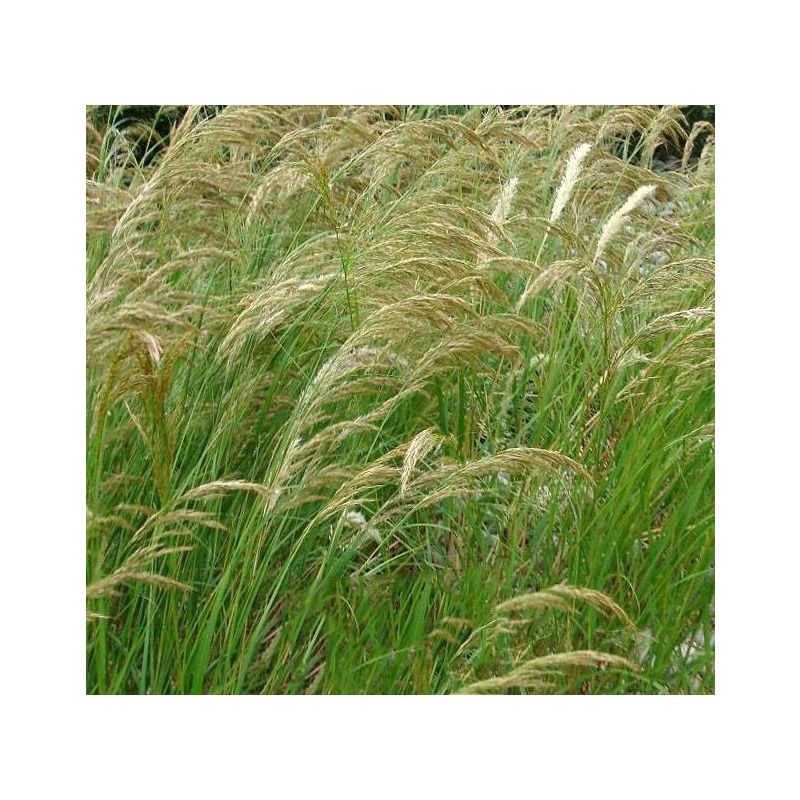 Stipa Calamagrostis