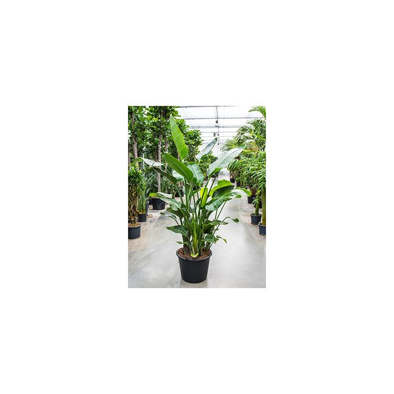 Strelitzia nicolai XXXL