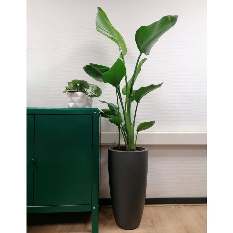 Strelitzia Nicolai in Elho Pure Soft antraciet