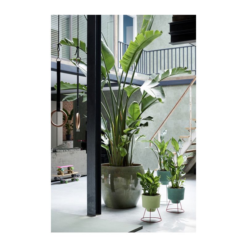 Strelitzia nicolai XXXL