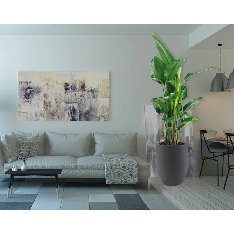 Strelitzia Nicolai XXL in Grigio Tall Balloon Concrete bruin