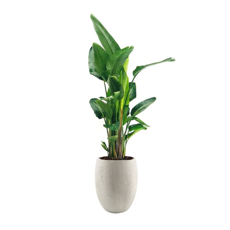 Strelitzia Nicolai XXL in Grigio Tall Balloon Concrete wIt