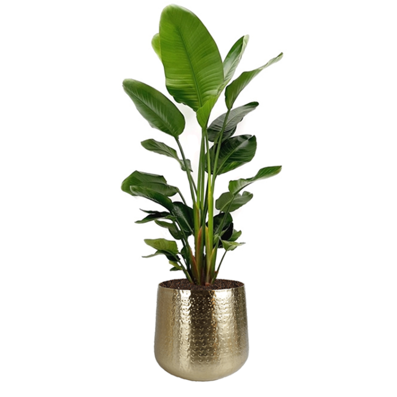 Strelitzia Nicolai in Metal Gold