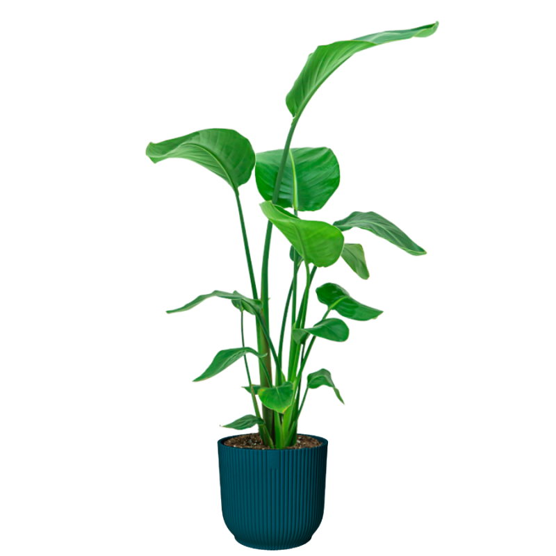 Strelitzia Nicolai in Vibes blauw
